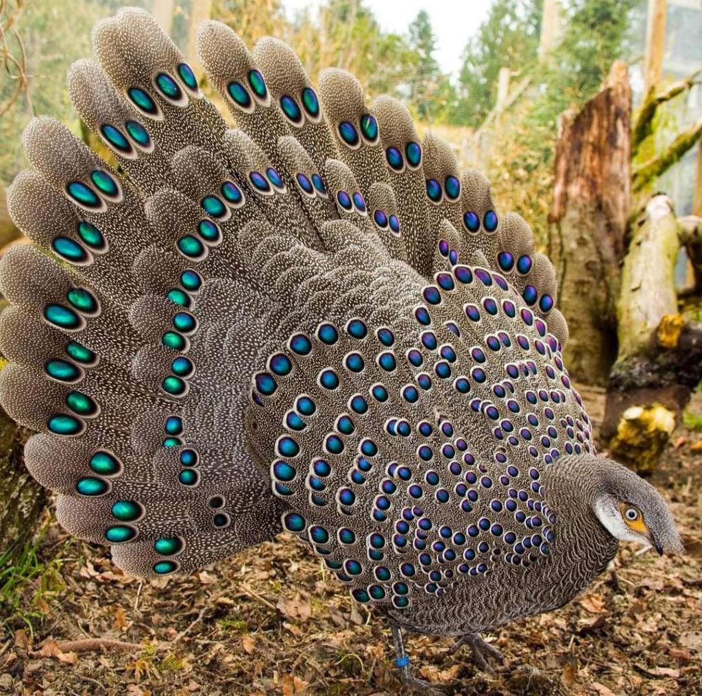 How Can I Get The Most Out Of Peacock?
