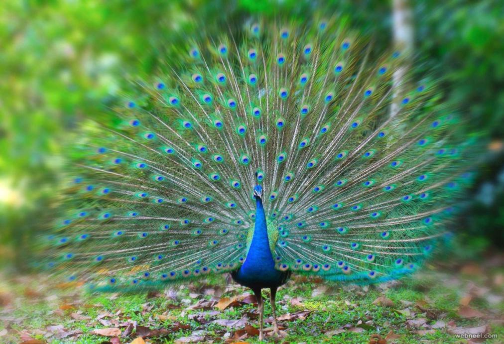 Can I Watch 'The Office' On Peacock?