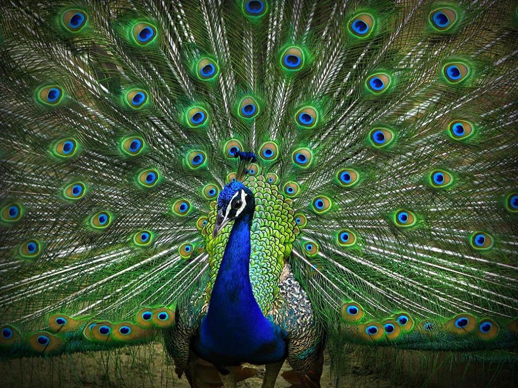 Can Renters Peacock?